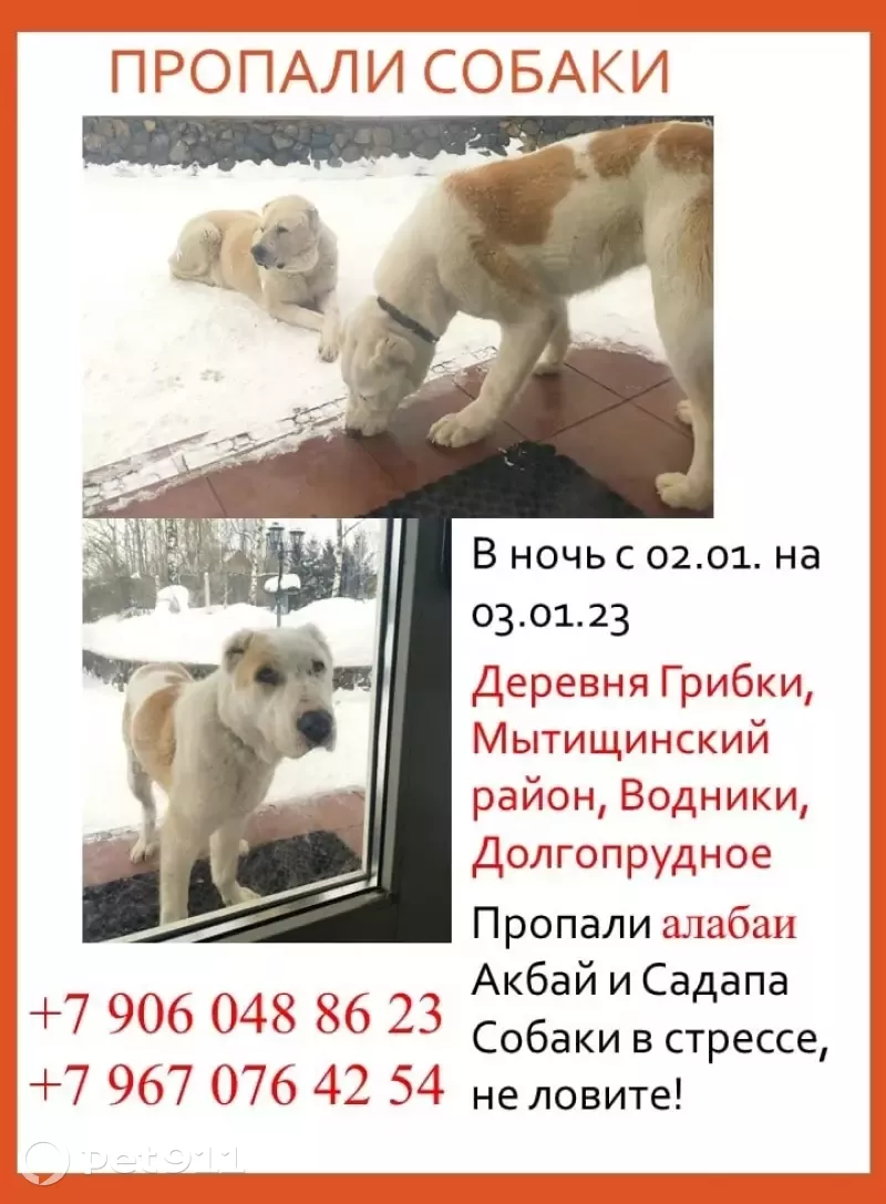 Пропали 2 Алабая на Ивовой улице, Грибки | Pet911.ru