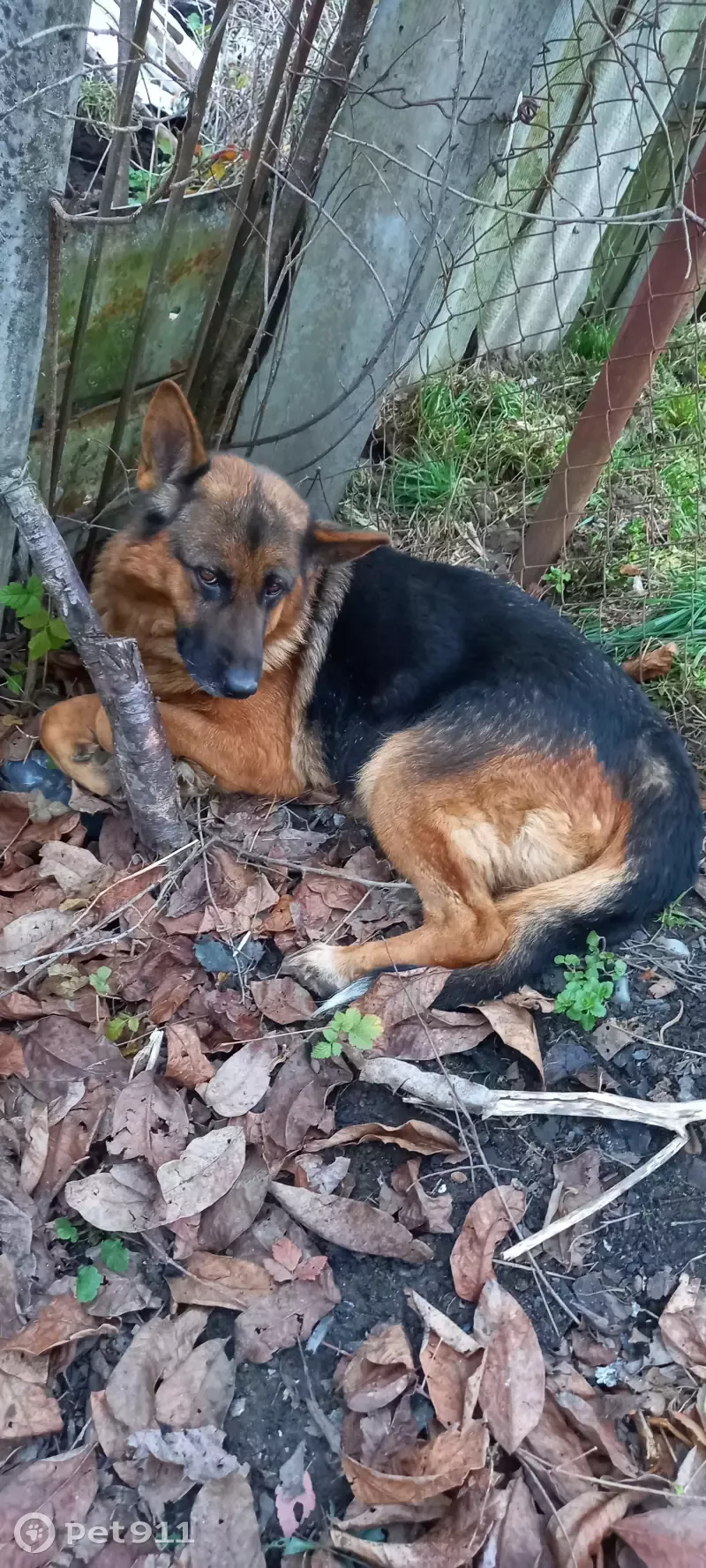 Найдена собака на Совхозной ул. 199 в Белореченске | Pet911.ru