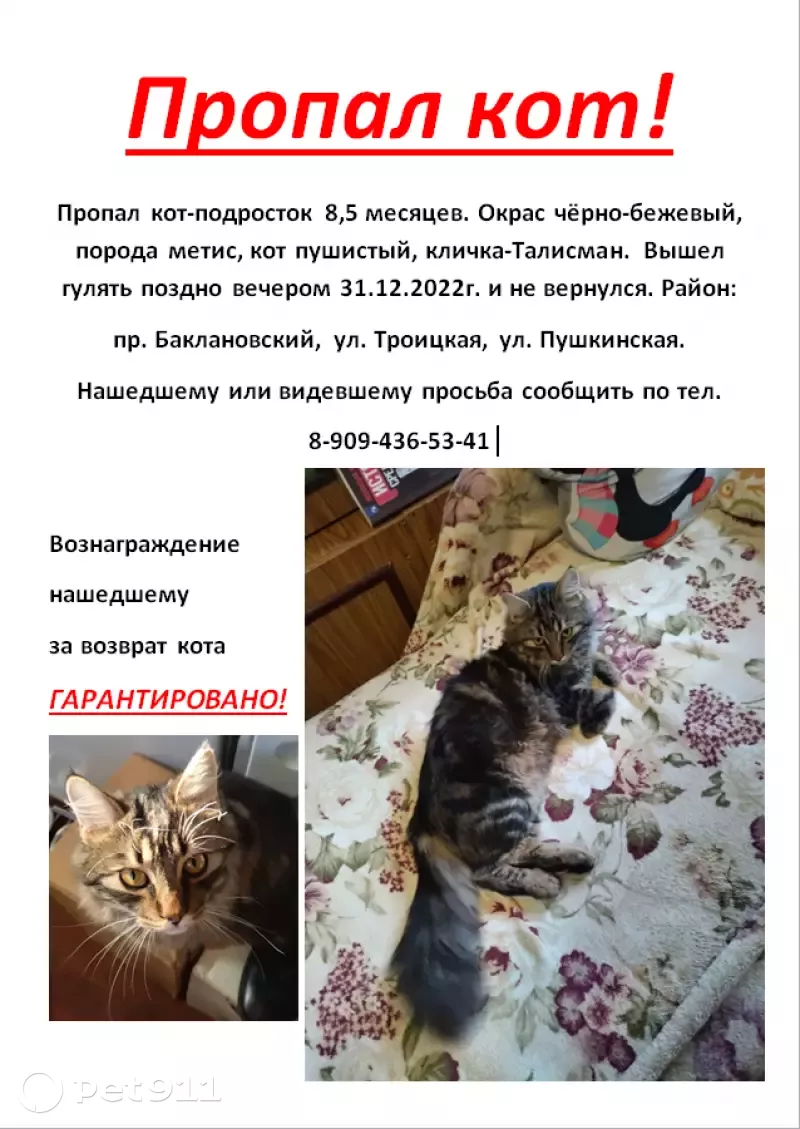 Пропал кот-подросток на Баклановском проспекте, Новочеркасск | Pet911.ru