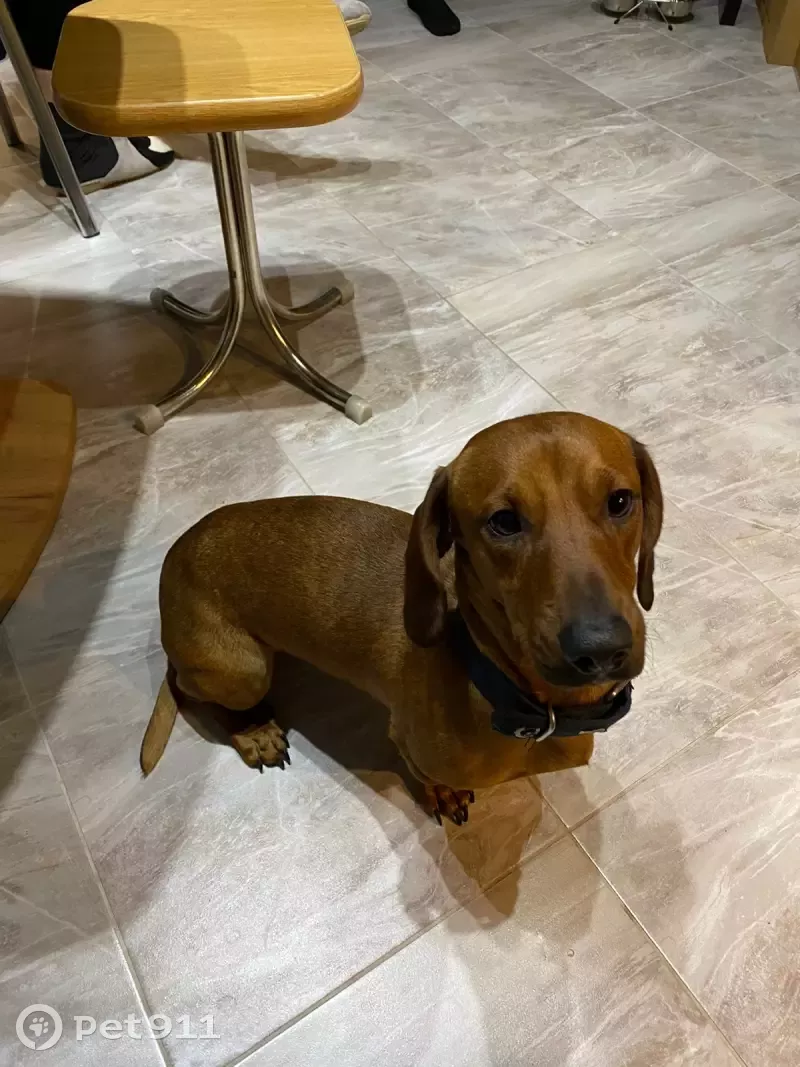 Найдена рыжая такса на Набережной - photo