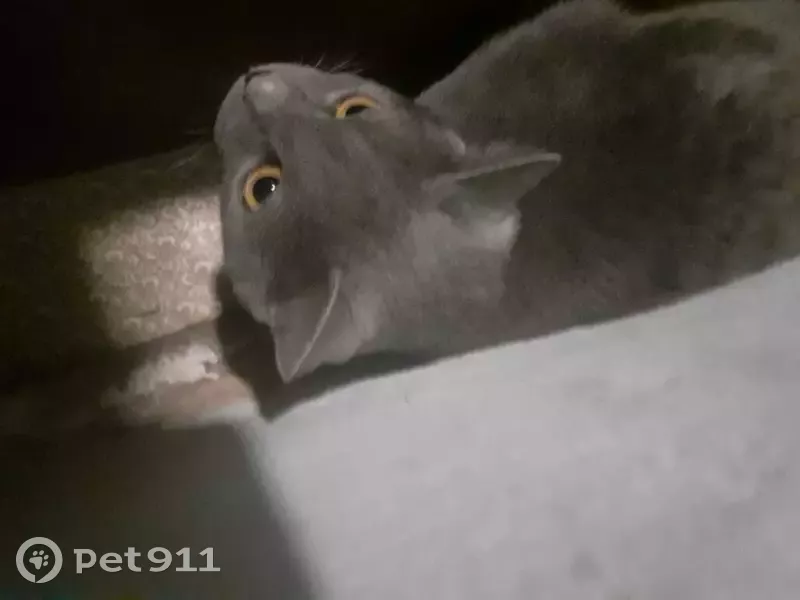 Найдена кошка серого окраса с красным ошейником на улице Ленина, 63 - photo