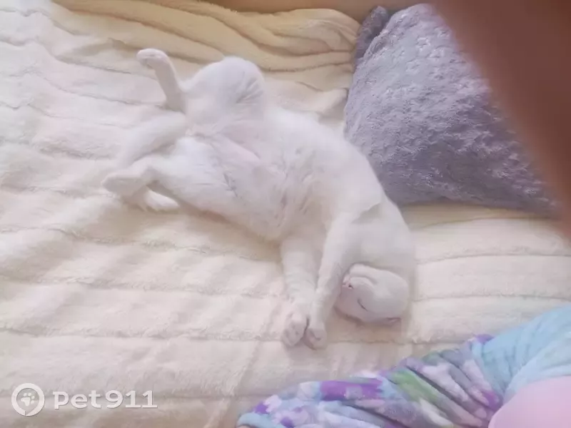 Пропала кошка Тиша на улице Правды 31, Дубна. - photo