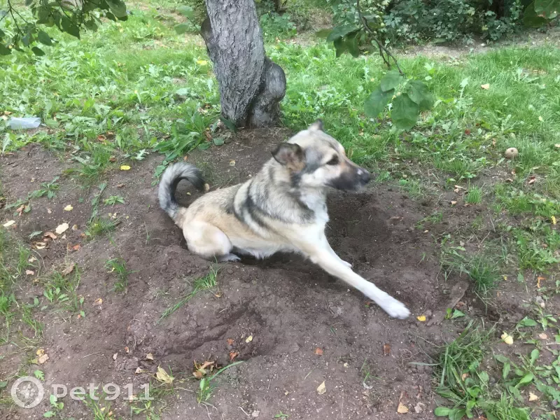 Пропал кастрированный пёс Тузик в Ногинске | Pet911.ru