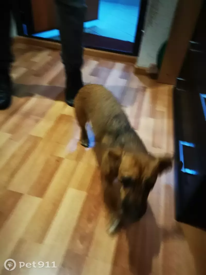 Найдена рыжая собака на улице Бакинских комиссаров