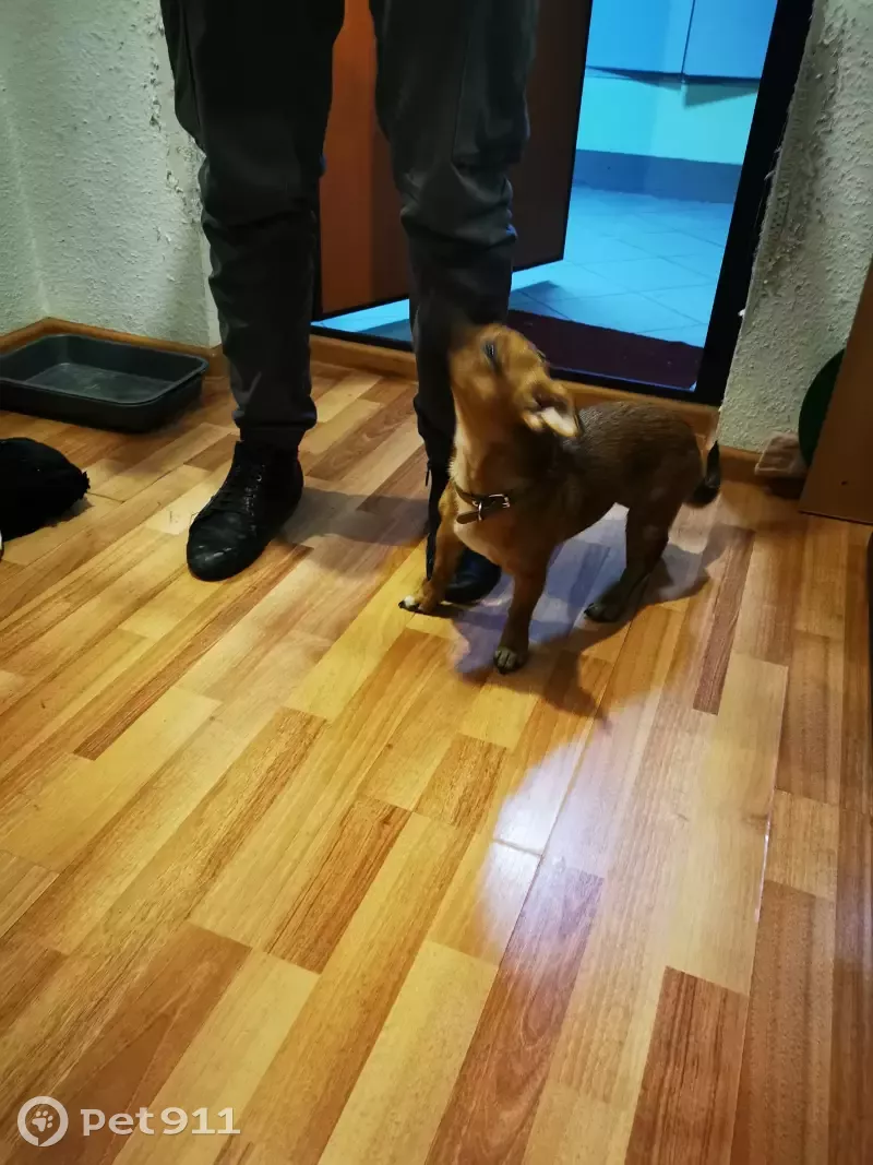 Найдена рыжая собака на улице Бакинских комиссаров