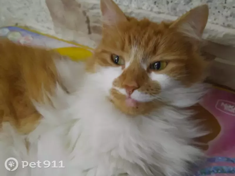 Пропала кошка в п. Луговое, ул. Школьная и Пионерская. - photo