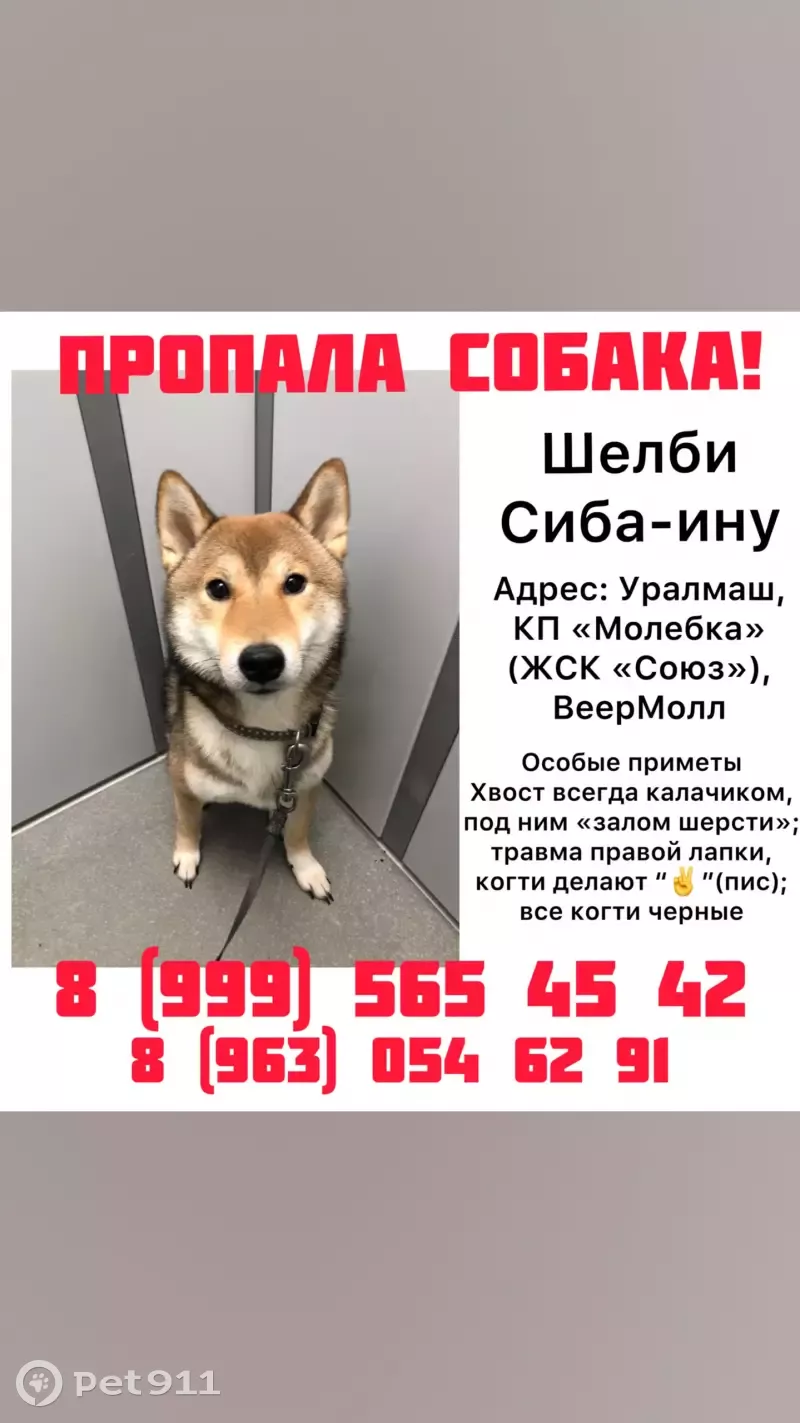 Пропала собака в Екатеринбурге, вознаграждение за возврат. | Pet911.ru