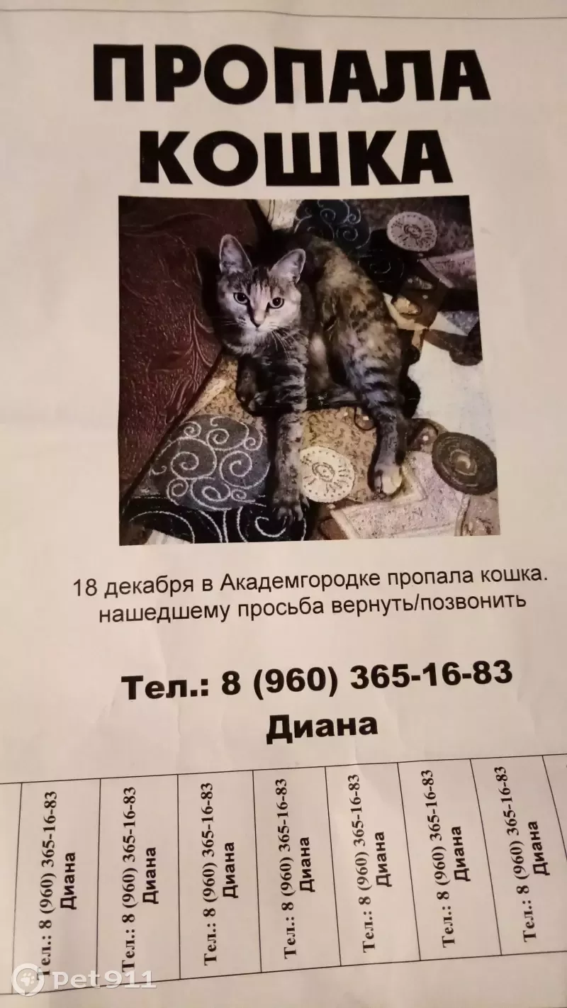 Пропала кошка Мура в районе Академ городка, дом 23. | Pet911.ru