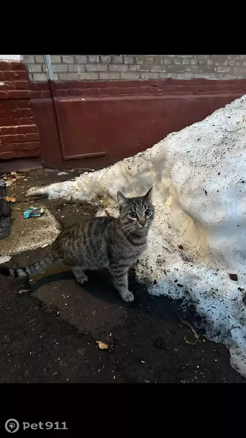 Найдена кошка на Большой Академической, ищет дом | Pet911.ru