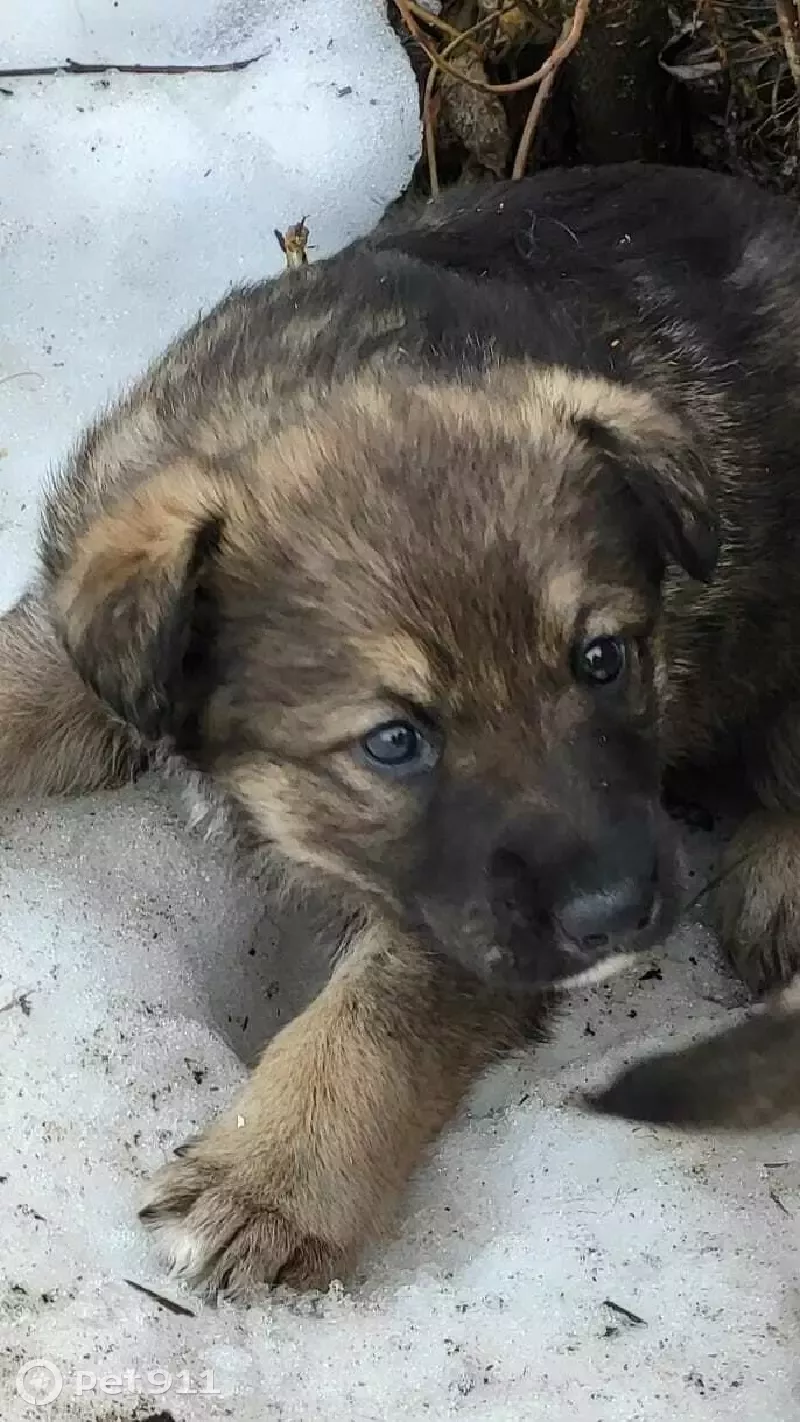 Щенки ищут дом в Тверской области | Pet911.ru