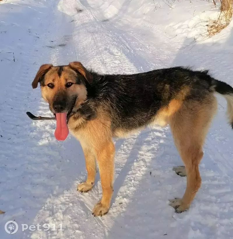 Найдена собака на Васильковой, Балтым