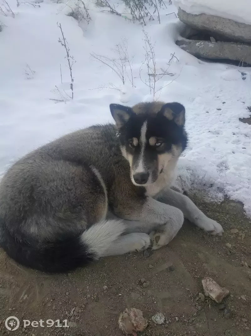 Найдена собака возле ТЦ Смайл Молл на ул. Баумана, 233Б в Иркутске |  Pet911.ru