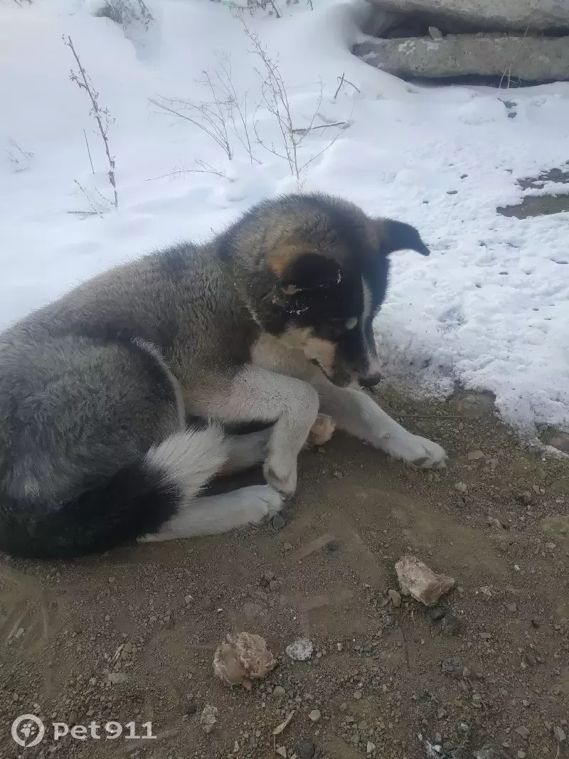 Найдена собака возле ТЦ Смайл Молл на ул. Баумана, 233Б в Иркутске |  Pet911.ru