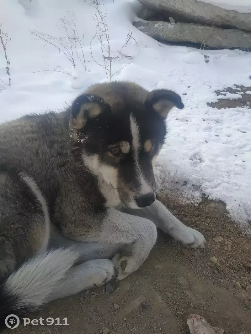 Найдена собака возле ТЦ Смайл Молл на ул. Баумана, 233Б в Иркутске |  Pet911.ru