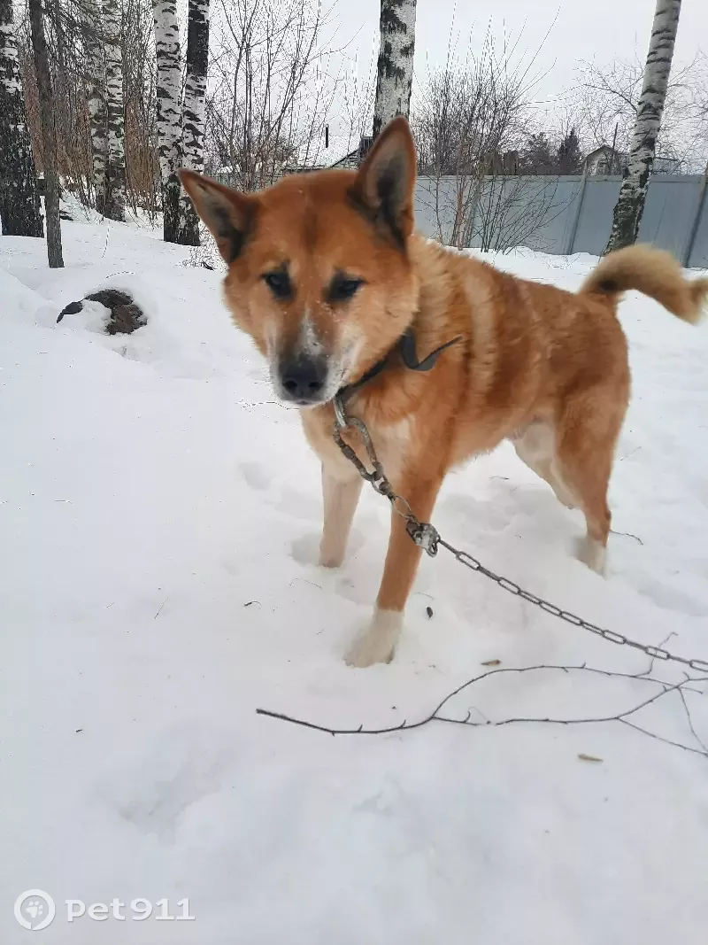 Собака найдена в Нижегородской области.