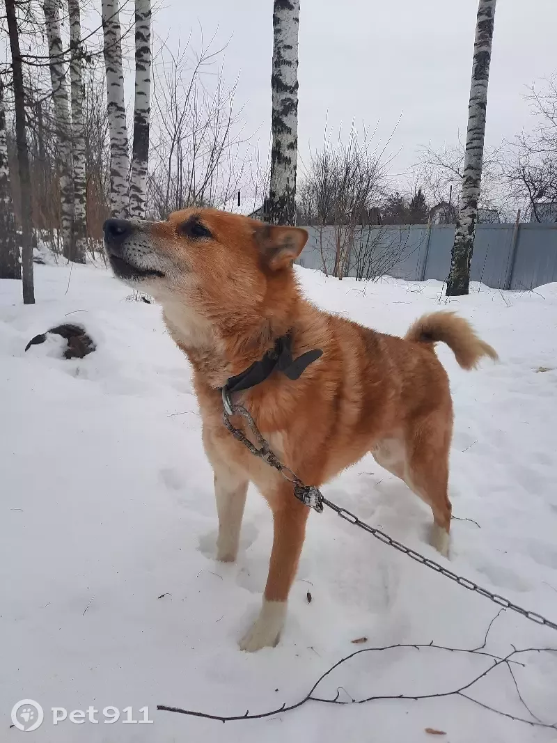 Собака найдена в Нижегородской области.