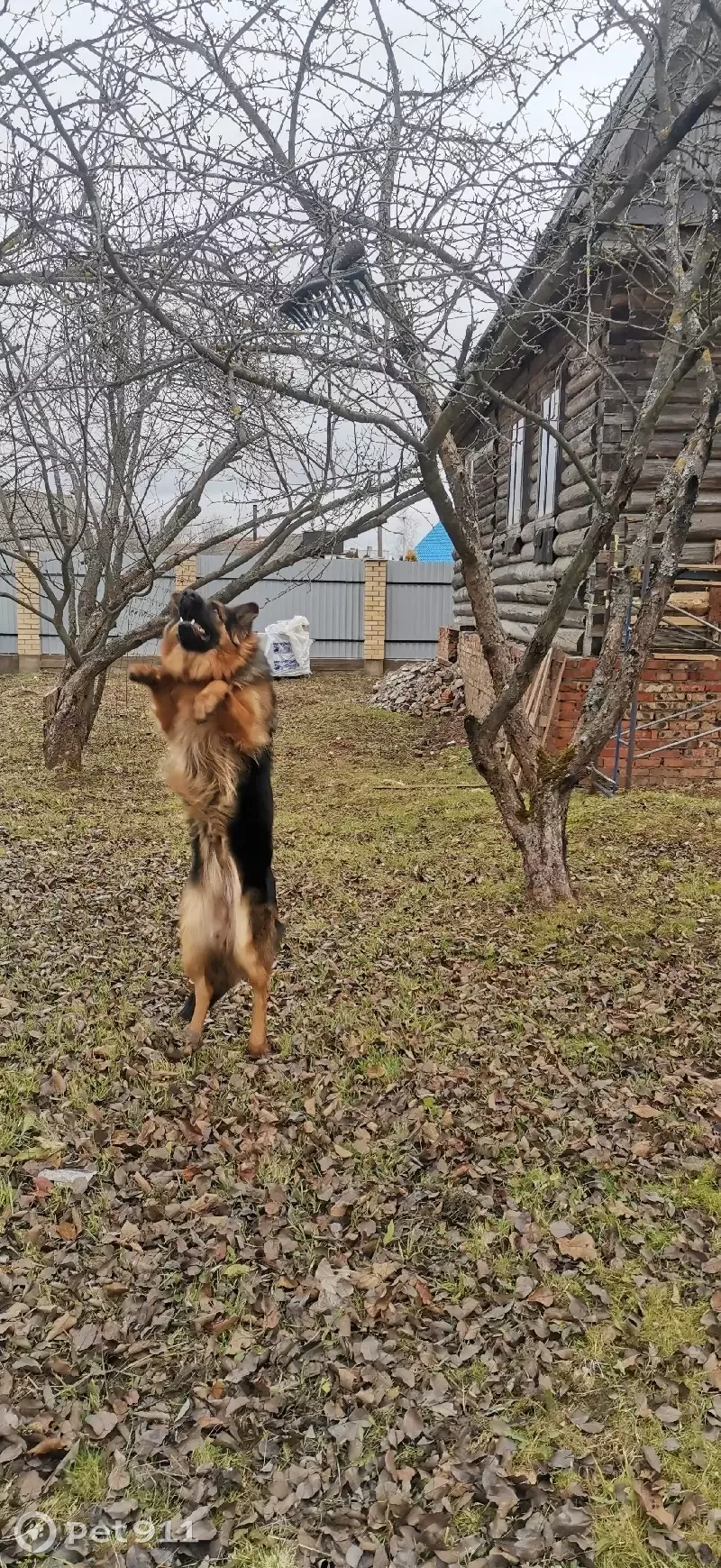 Пропала немецкая овчарка Вита из деревни Гришино, Локнянский район |  Pet911.ru