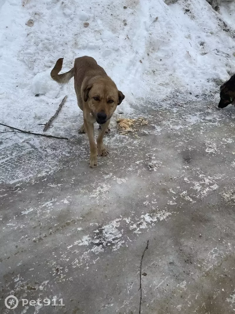 Собака найдена в поселке Дома отдыха Горки, МО. | Pet911.ru