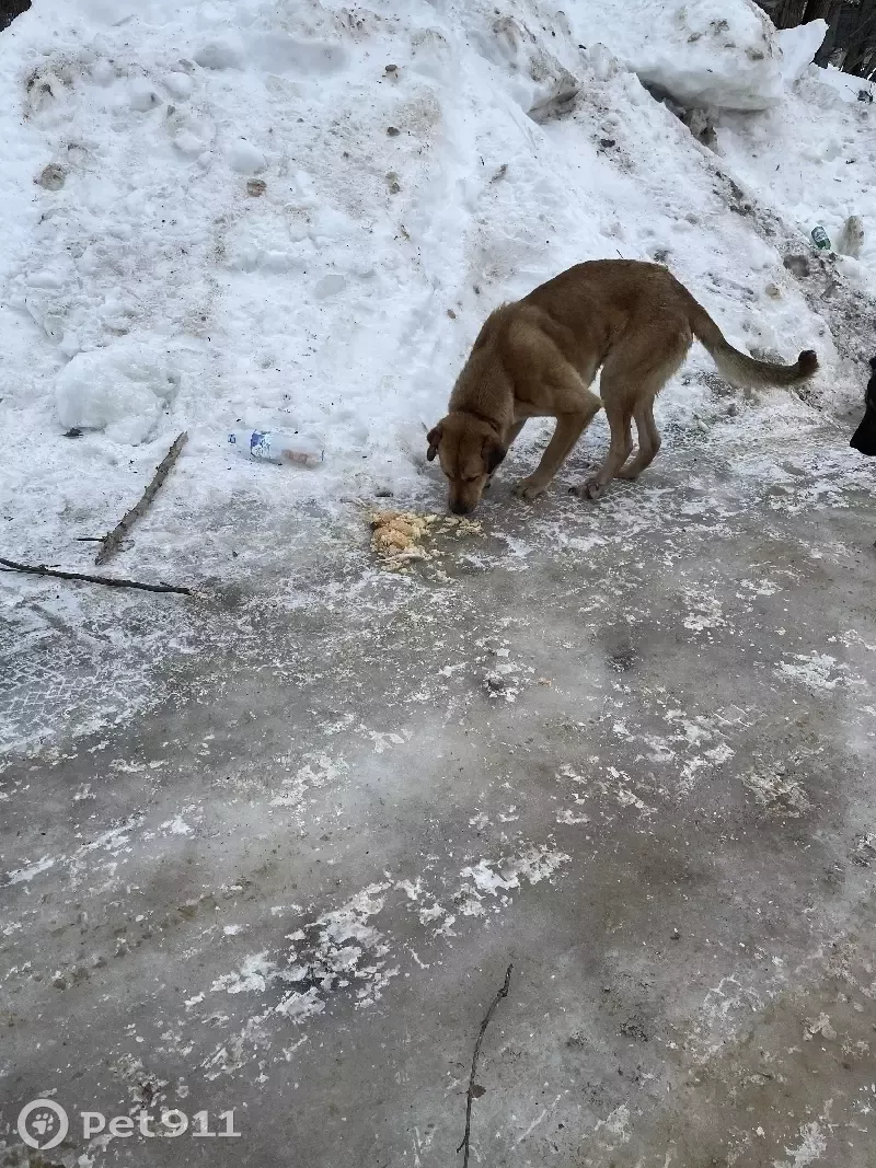 Собака найдена в поселке Дома отдыха Горки, МО. | Pet911.ru