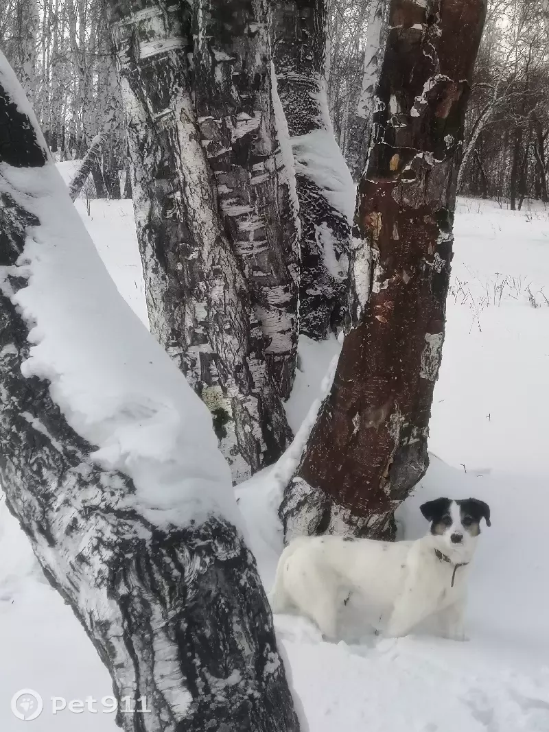 Пропала собака Ника на ул. Якоби, 32, Иркутск | Pet911.ru