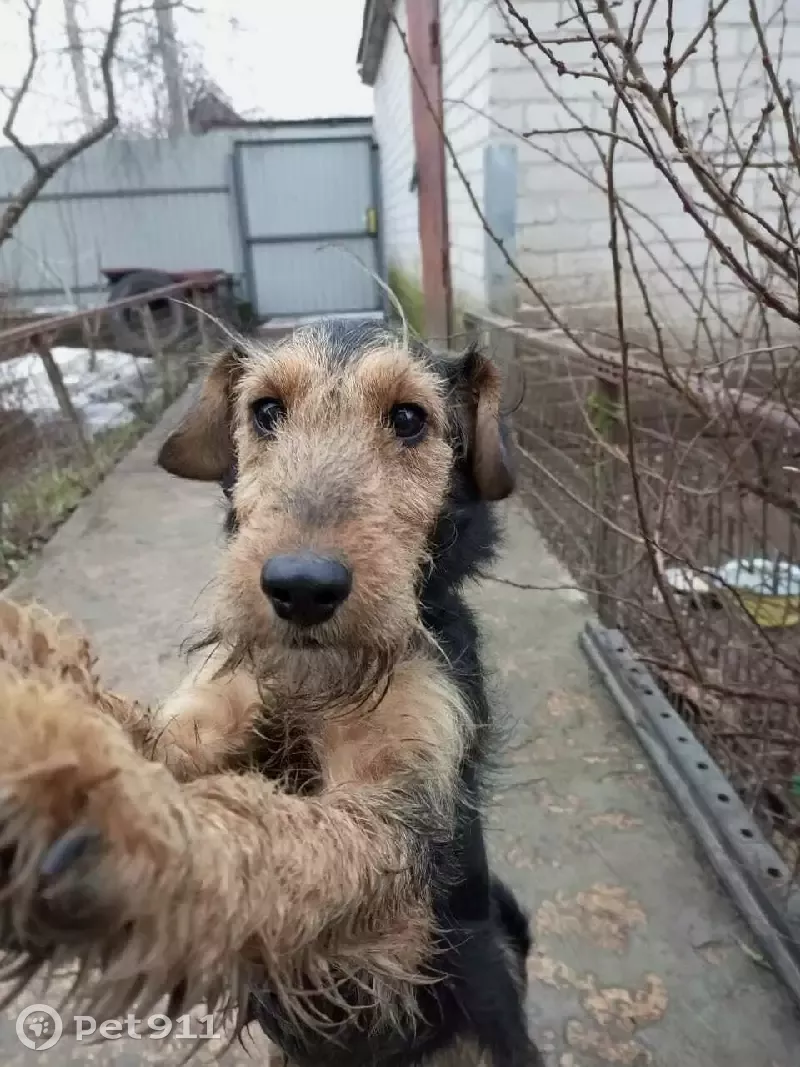 Пропала собака Рекс, порода эльтерьер, адрес: ул. Дружбы 32А, Липецк. |  Pet911.ru