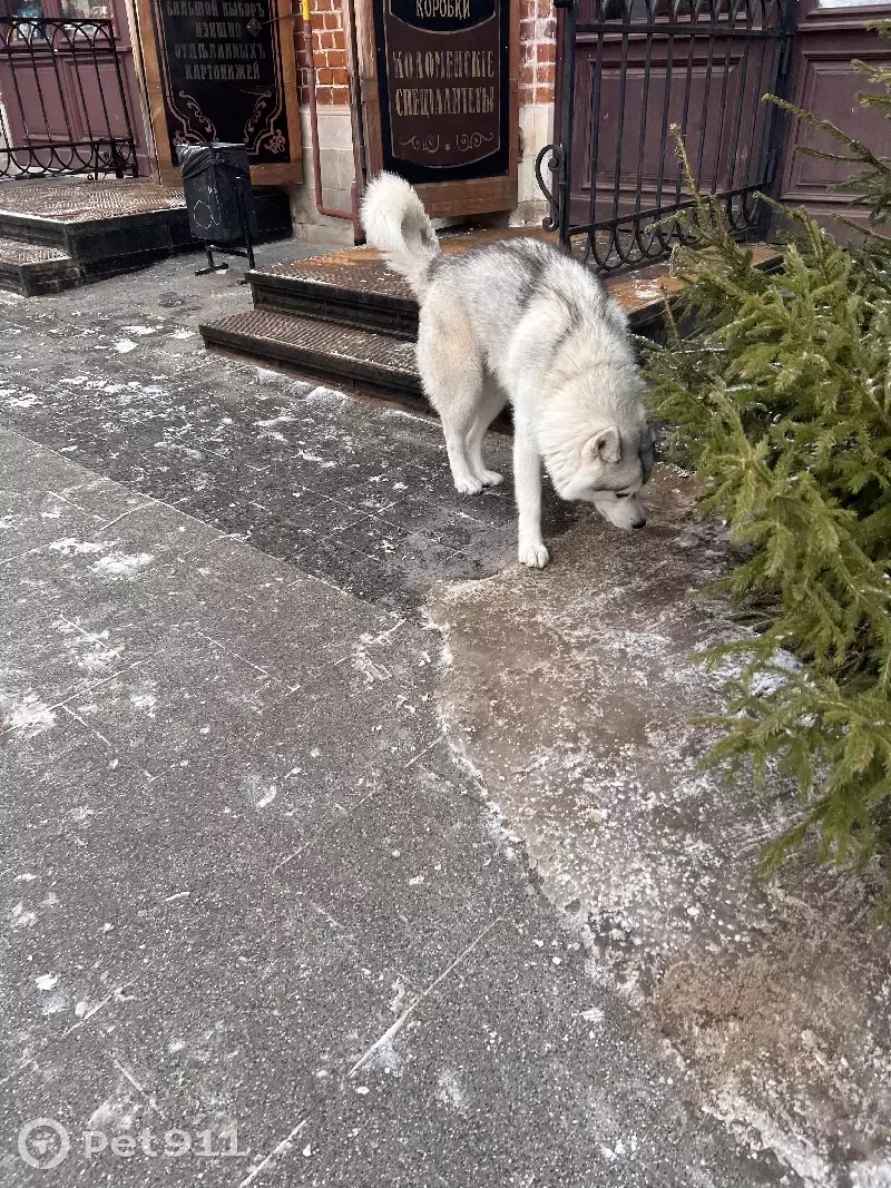 Найден хаски на ул. Зайцева, 20 в Коломне | Pet911.ru