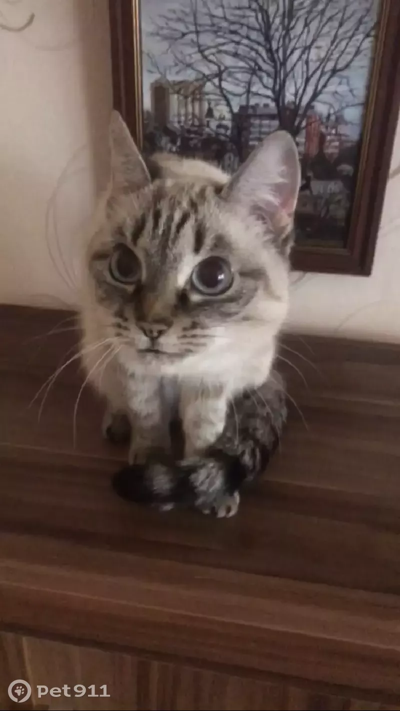 Пропала кошка Кася на улице Горького 12, Киров - photo