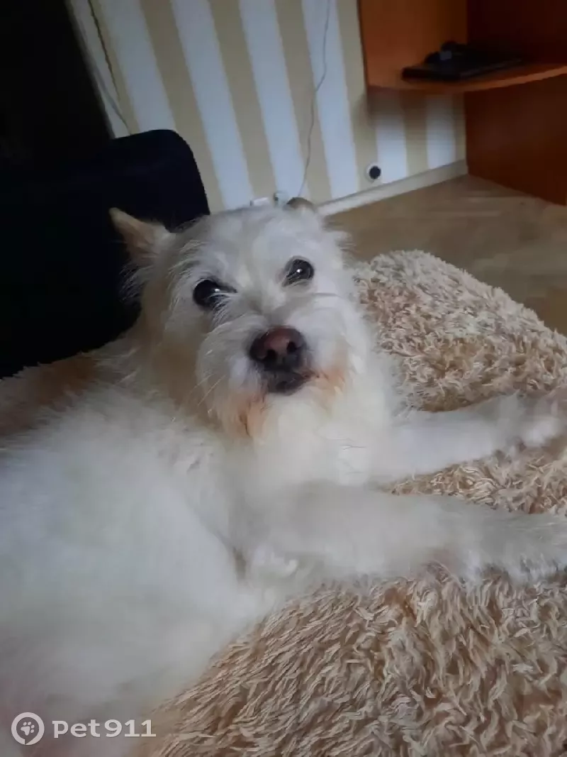 Пропала собака в Москве, район Кузьминки: белый метис терьера Боцман, потерялся после петарды.