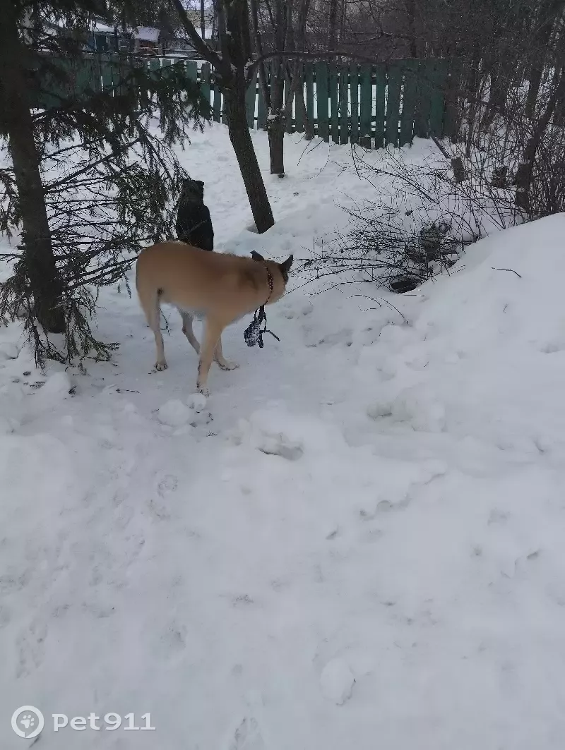 Потеряшки чебоксары усатые полосатые