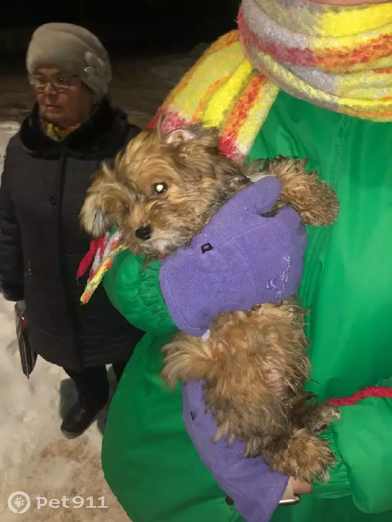 Найден щенок около магазина Лимон, ул. Кирова, 1, Буздяк - photo