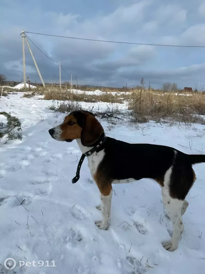 Найдена собака без ошейника в Слободе, Тульская область | Pet911.ru