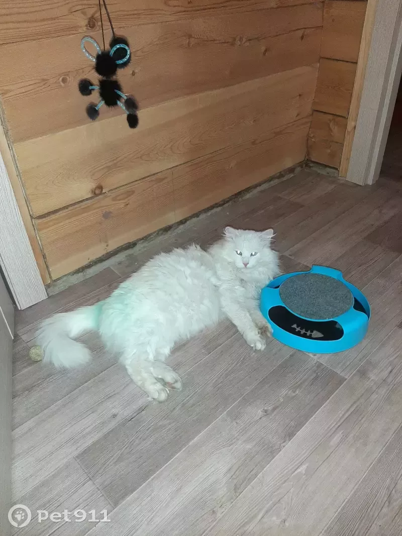 Найдена кошка в Уриковском поселении - photo