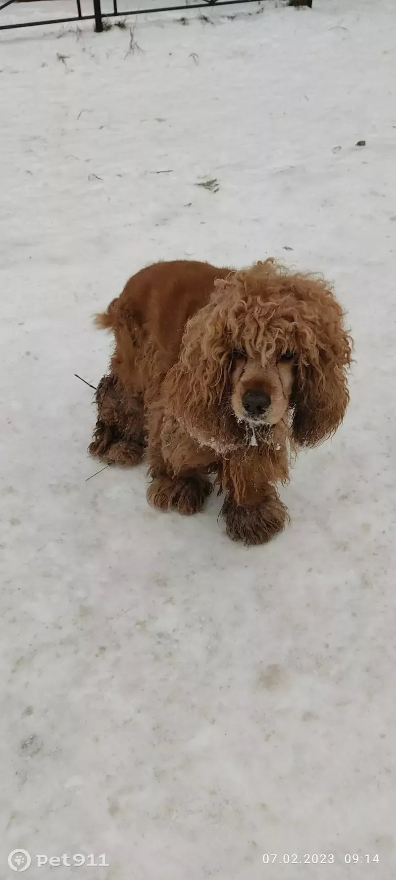 Собака на Ижорского Батальона, 21 к2, Колпино | Pet911.ru