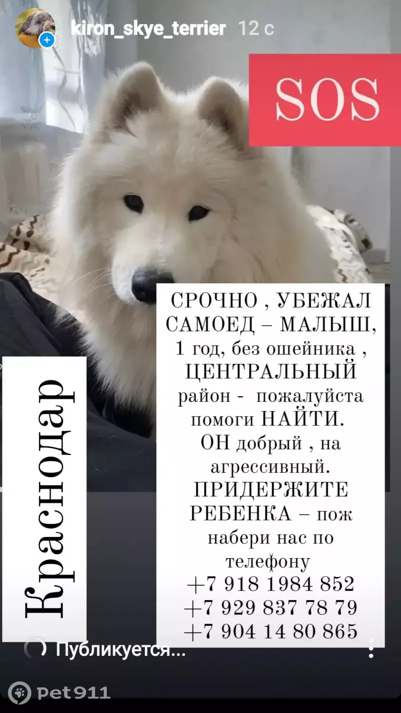 Пропал самоед, помогите найти! Краснодар, без ошейника. | Pet911.ru