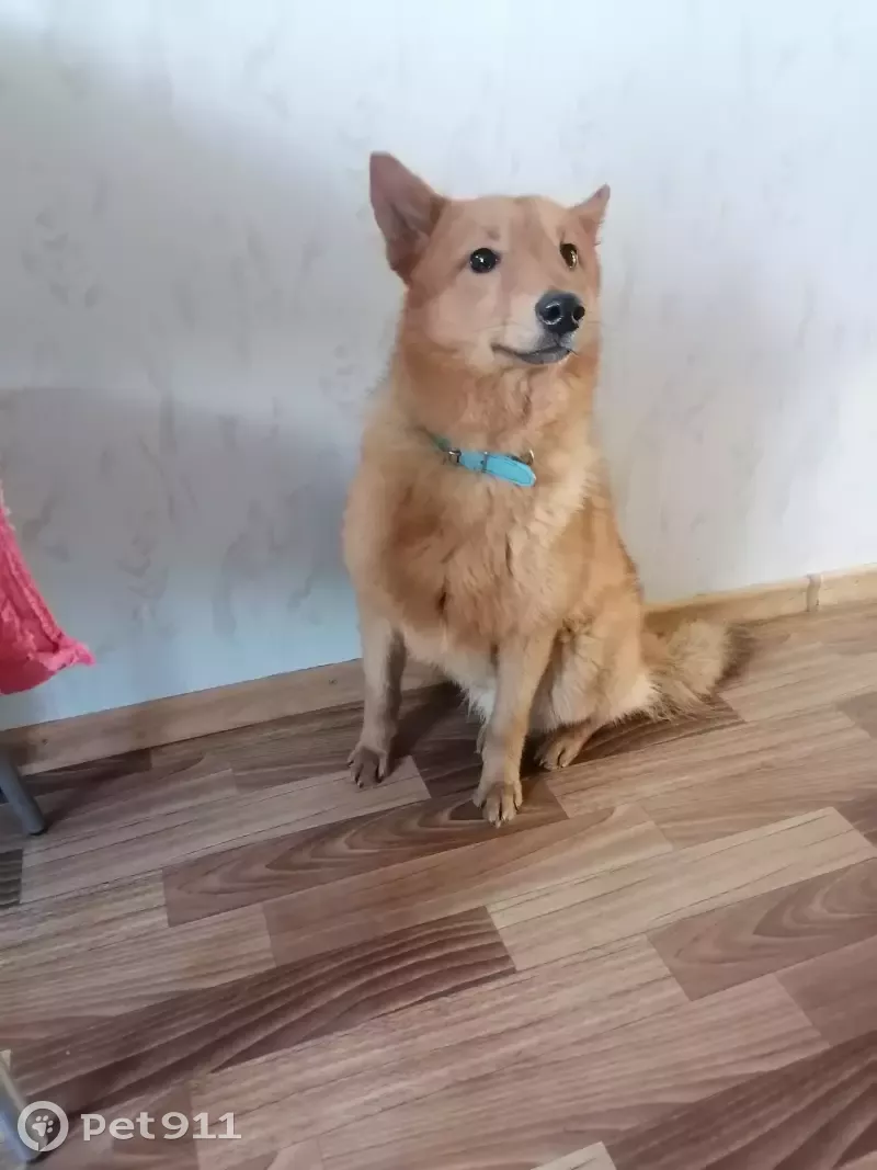 Потерян кобель на Двинской, 34 - photo