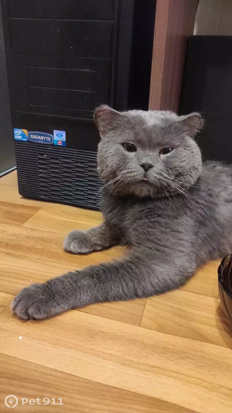 Кот с обрезанными ушами