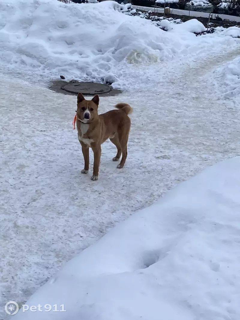 Найдена собака Мальчик на улице Поэта Ноздрина, Иваново