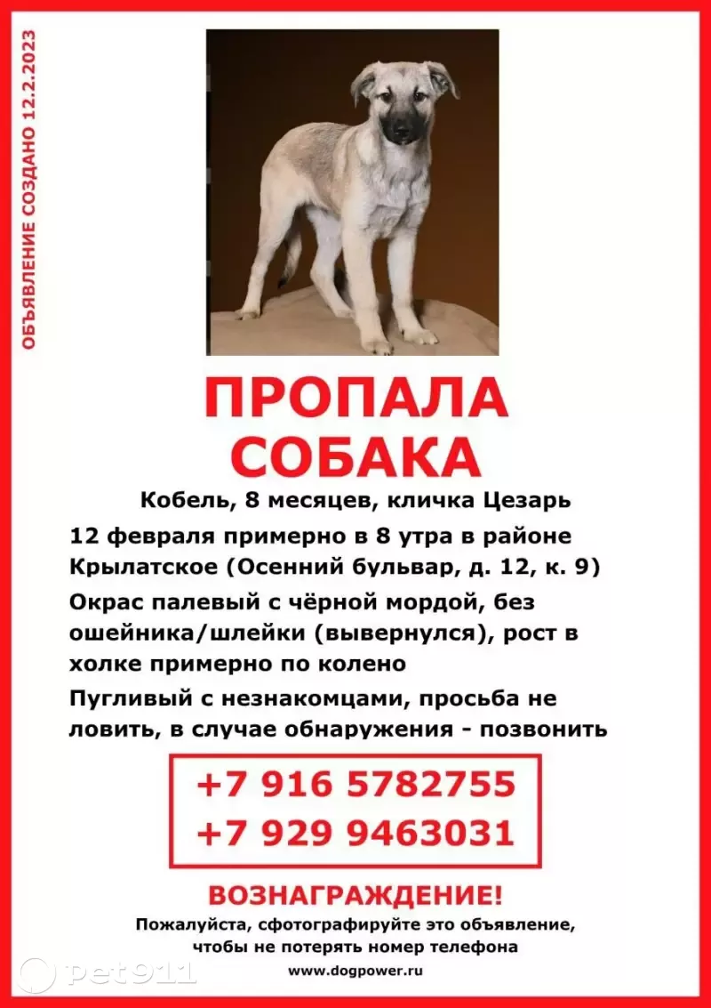 Пропала собака на Осеннем бульваре 12 к9 в Москве | Pet911.ru