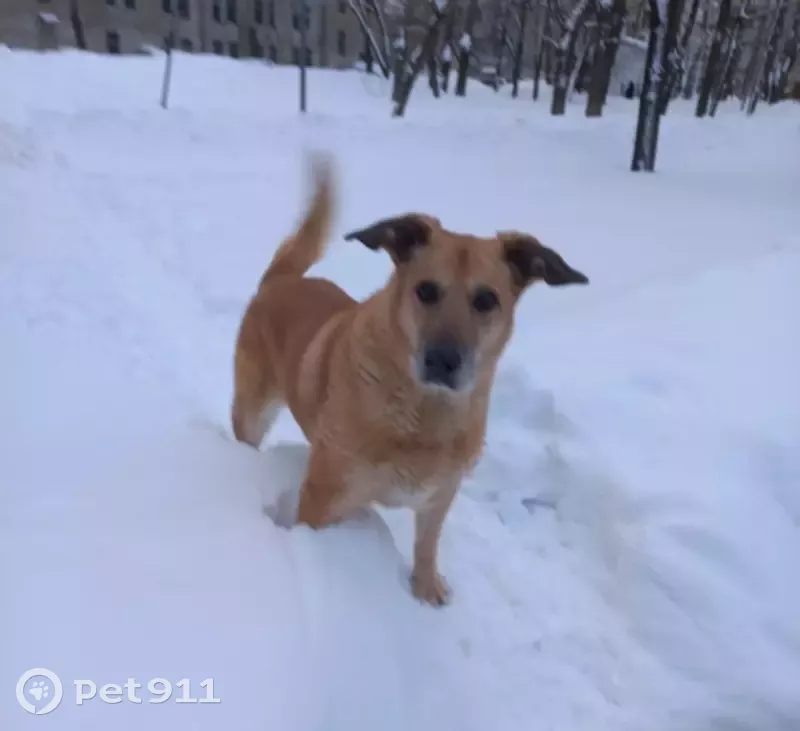 Пропала собака на Рязанском проспекте, 15 лет, рыжая, глухая.