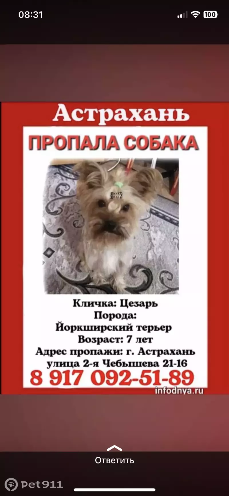 Пропала собака Цезарь на ул. Чебышева, Астрахань | Pet911.ru