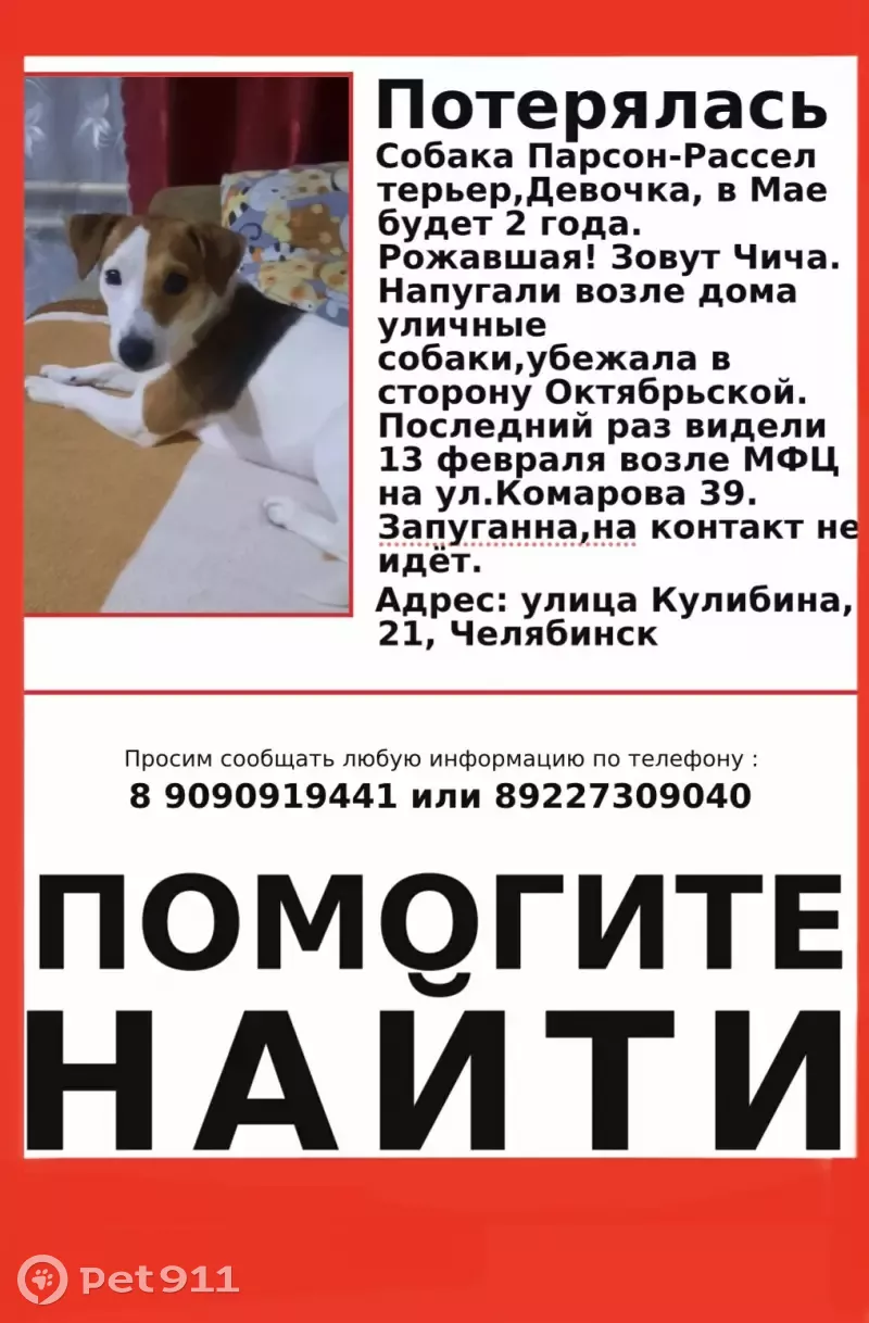 Пропала собака на улице Кулибина, 21 в Челябинске | Pet911.ru