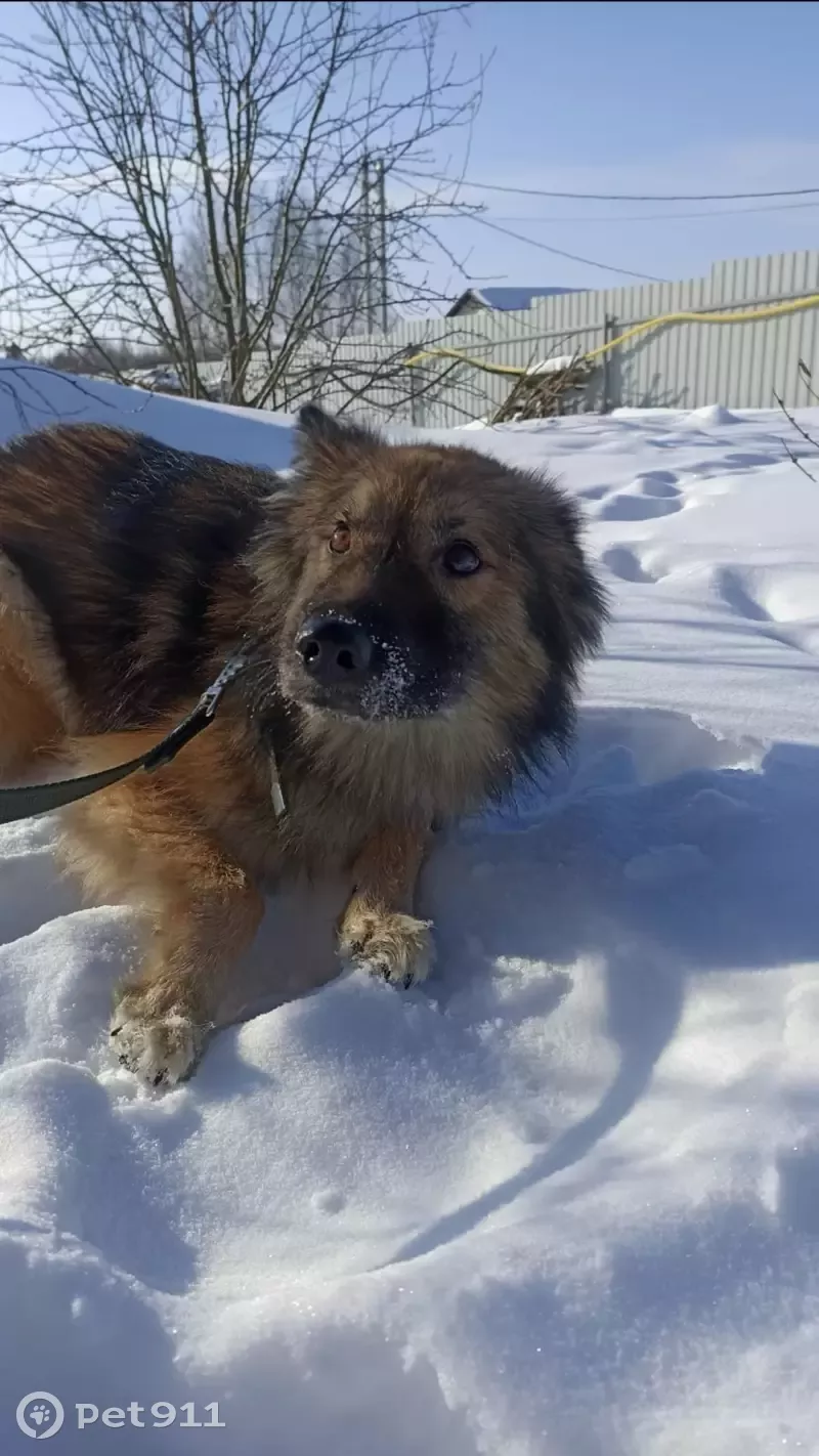 Собака на ул. Юных Пионеров, 32, Кострома | Pet911.ru