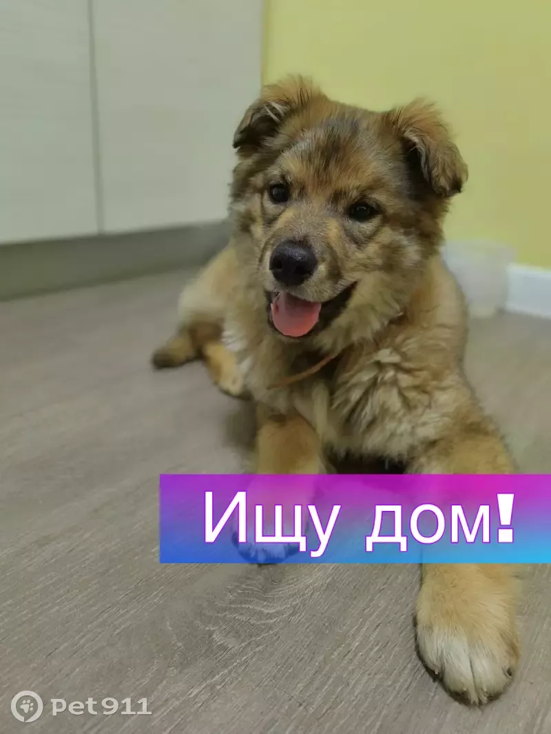 Найдена собака Голди ищет дом! | Pet911.ru