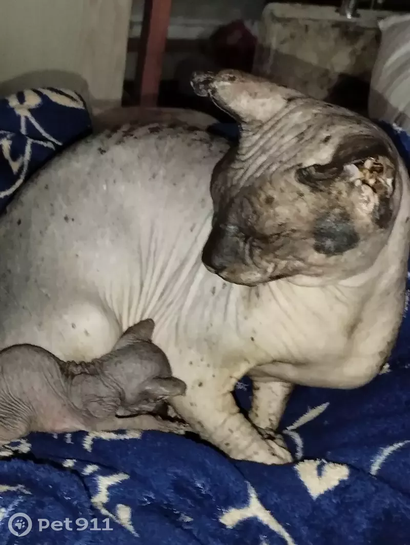 Пропал кот на ул. Колющенко, 14, Копейск. - photo