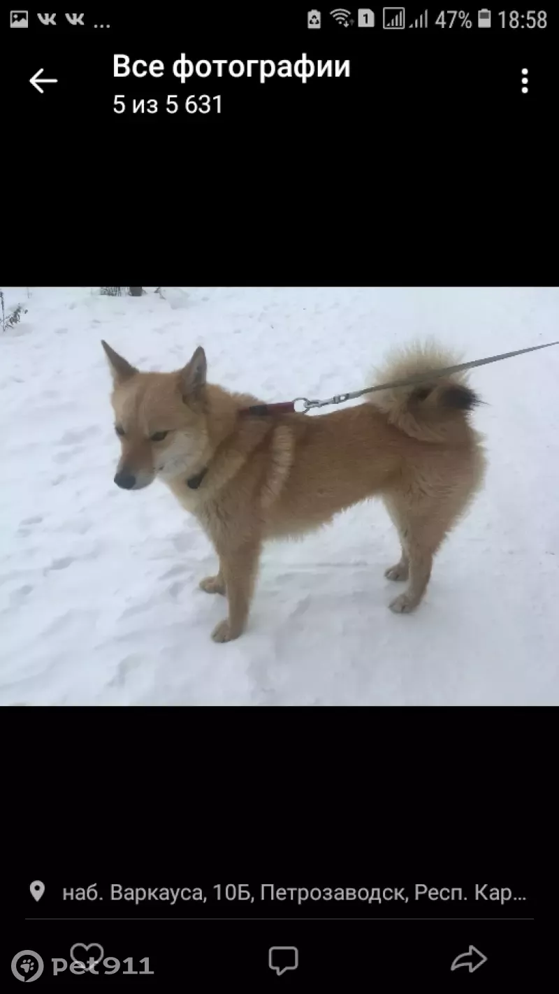 Найдена собака Карельская лайка на наб. Варкауса, Петрозаводск | Pet911.ru