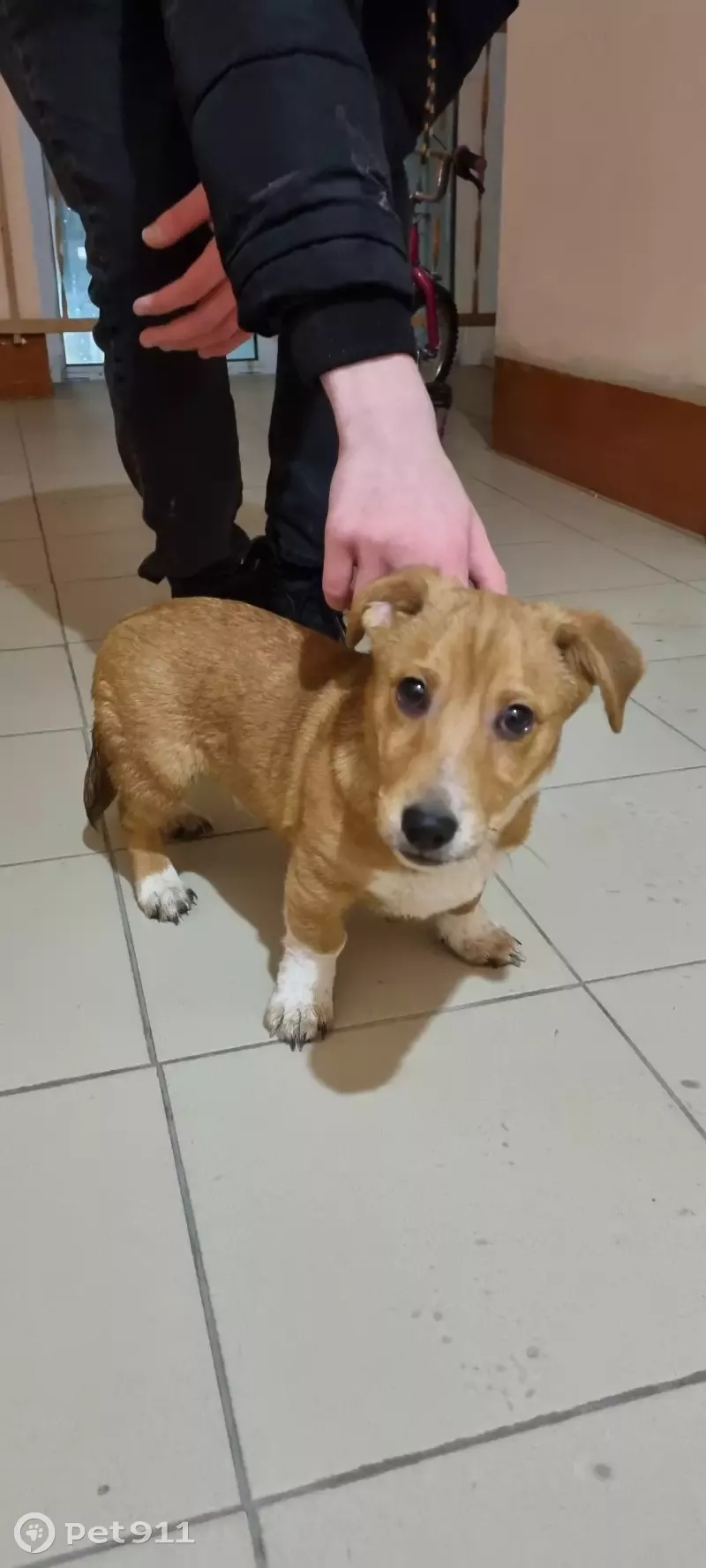 Собака найдена на улице Масленникова, 62 в Омске.