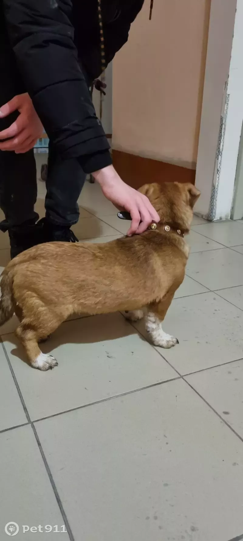Собака найдена на улице Масленникова, 62 в Омске.