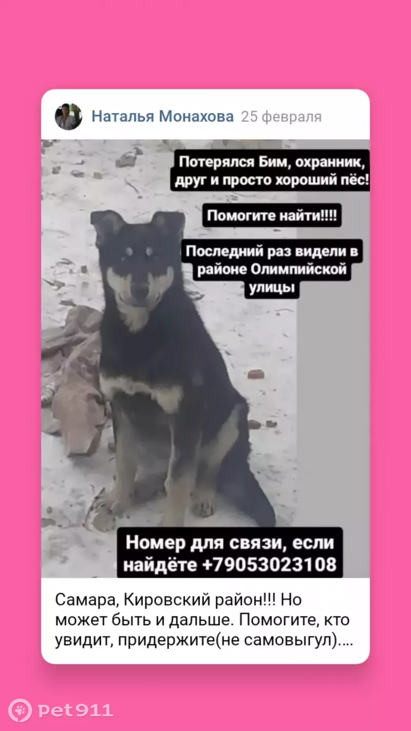 Пропала собака Бимка в Самаре: помогите найти! | Pet911.ru