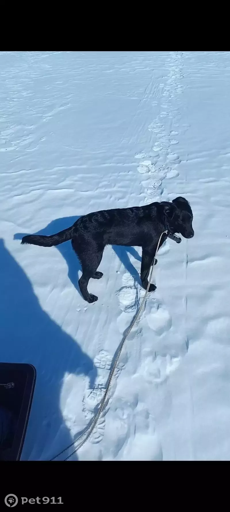 Пропала собака Мигель, ул. Крупской 20, Братск. | Pet911.ru