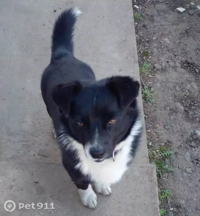 Пропала собака на Зелёной улице, 26. - photo